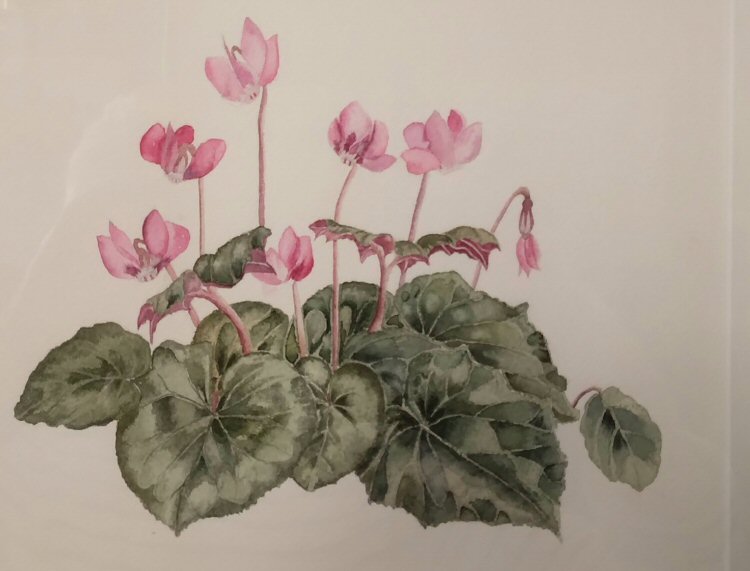 Cyclamen - Best Floral by Sue Cox
